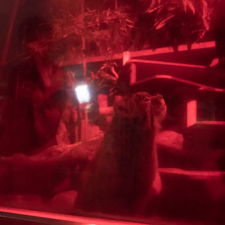 A photograph of Naim in Ueno Zoological Gardens