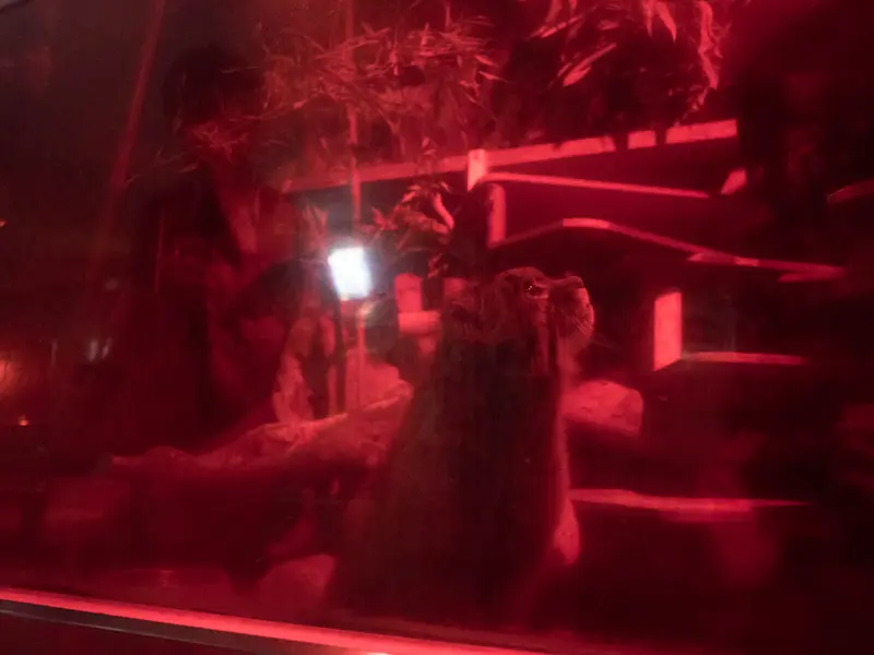 A photograph of Naim in Ueno Zoological Gardens