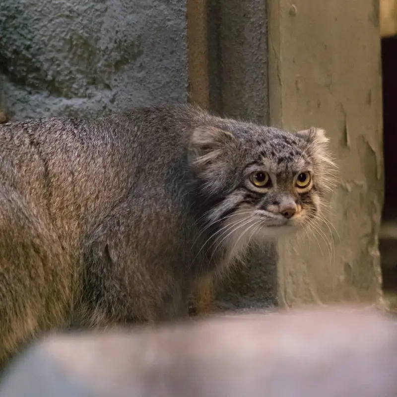 A photograph of Figa in Nogeyama Zoo