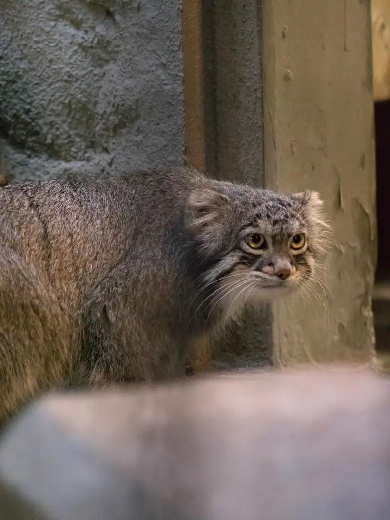 A photograph of Figa in Nogeyama Zoo