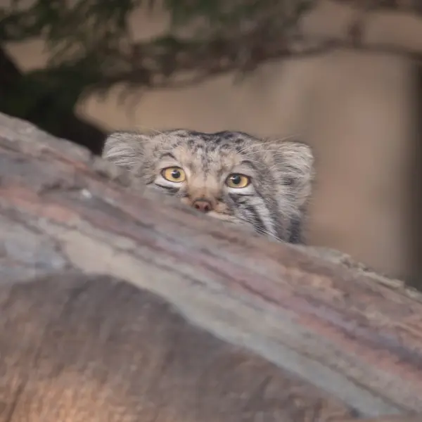 A photograph of Nagomu in Nasu Animal Kingdom