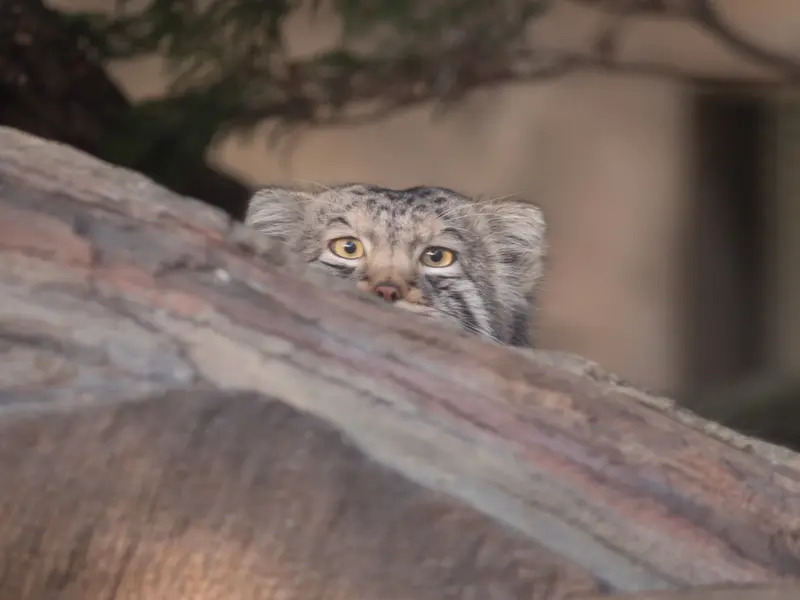 A photograph of Nagomu in Nasu Animal Kingdom