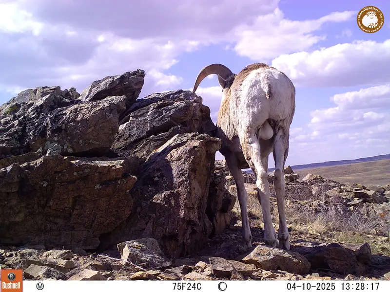 A photograph of Argali from Karashoky camera trap