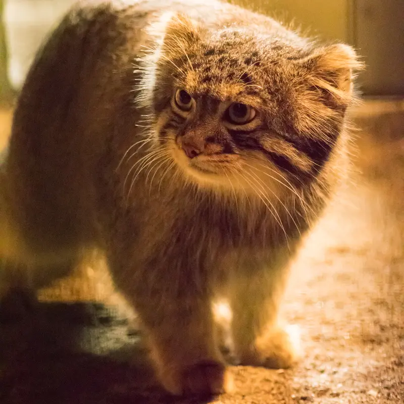 A photograph of Figa in Nogeyama Zoo