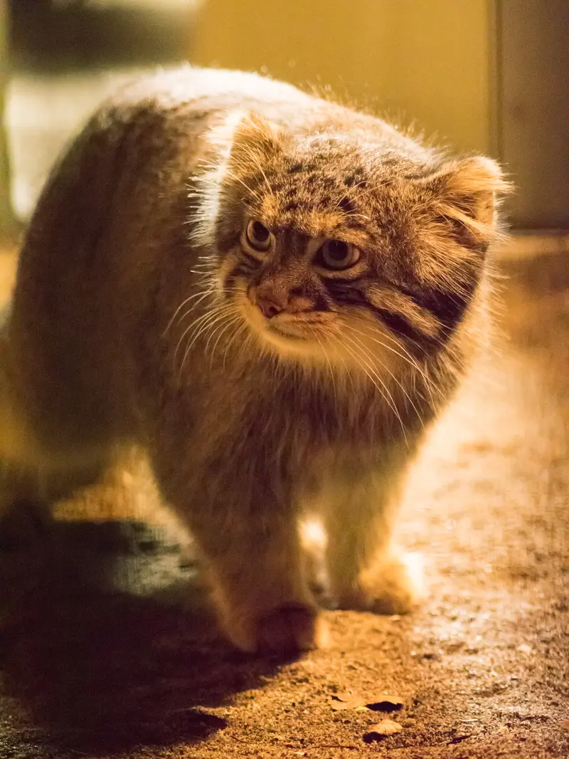 A photograph of Figa in Nogeyama Zoo