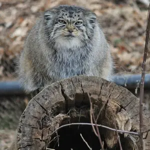 A photograph of Nadia in Cheyenne Mountain Zoo
