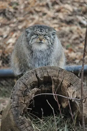 A photograph of Nadia in Cheyenne Mountain Zoo