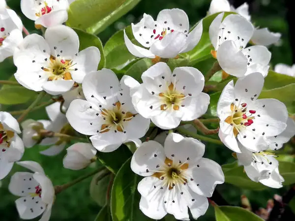 A photograph of a Pallas's cat