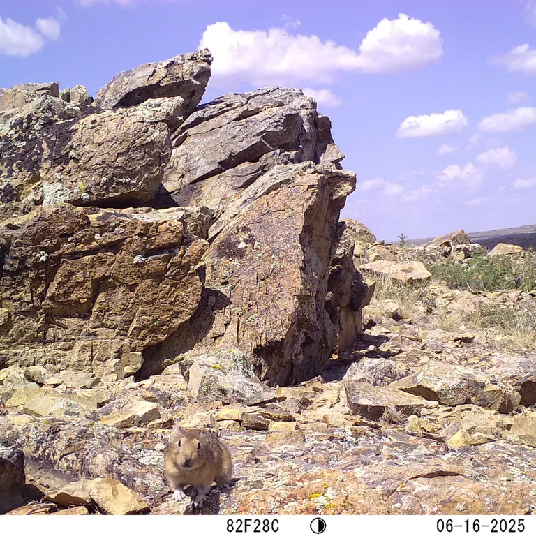 A photograph of Kazakh pika from Karashoky [new] camera trap