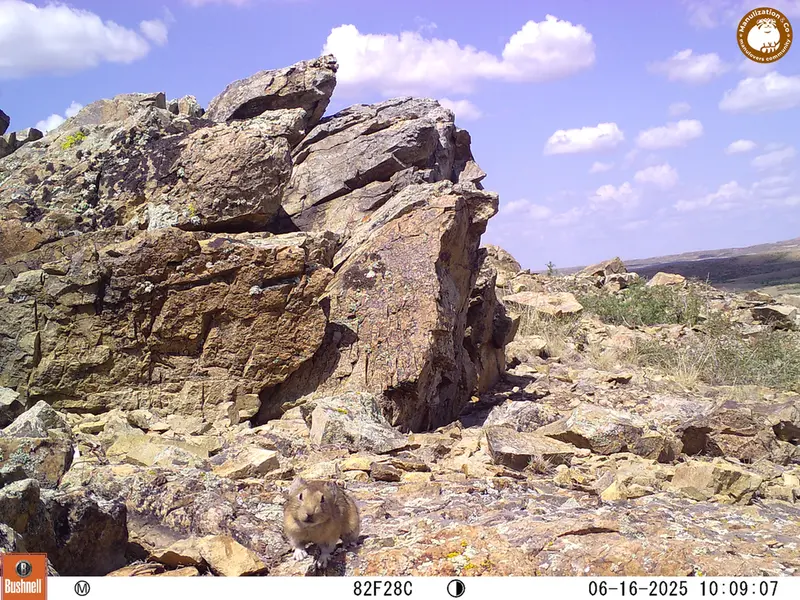 A photograph of Kazakh pika from Karashoky [new] camera trap