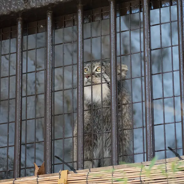 A photograph of Figa in Nogeyama Zoo