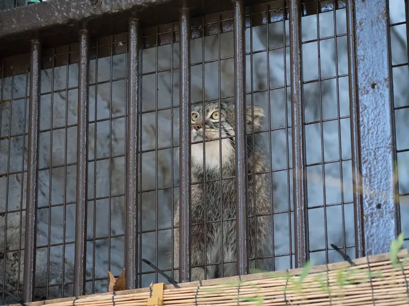 A photograph of Figa in Nogeyama Zoo