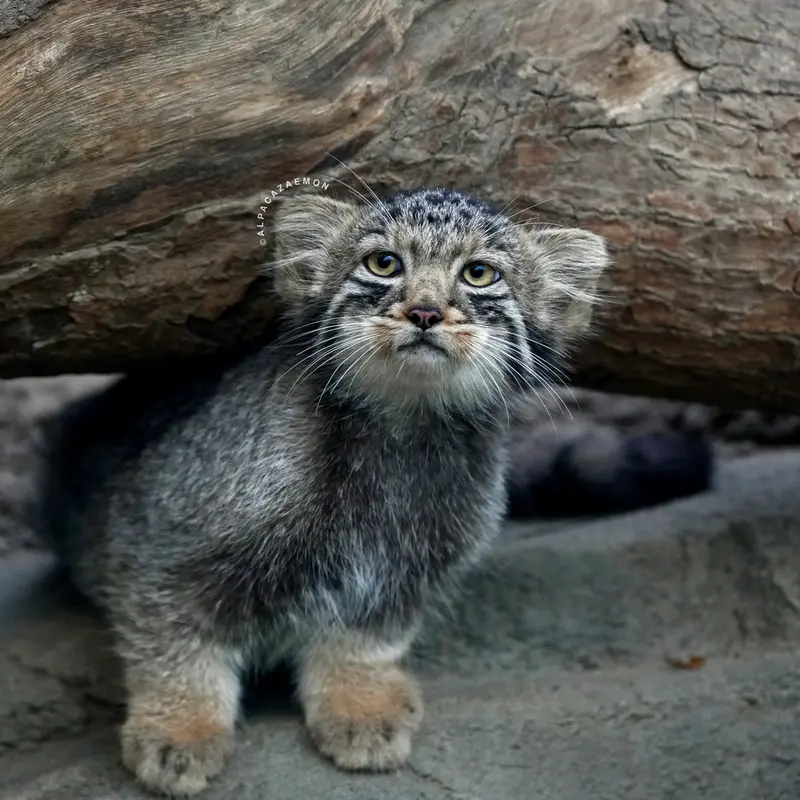 A photograph of Komorebi in Kobe Animal Kingdom