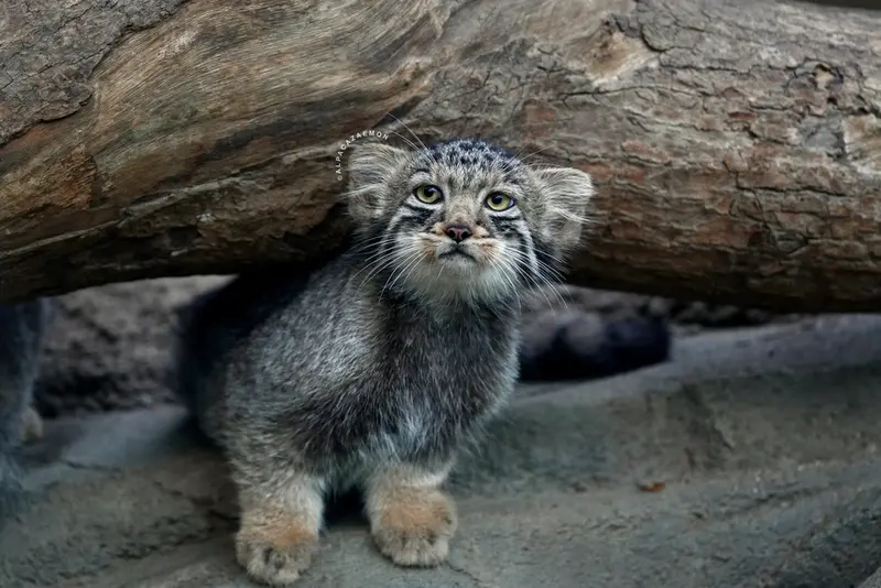 A photograph of Komorebi in Kobe Animal Kingdom