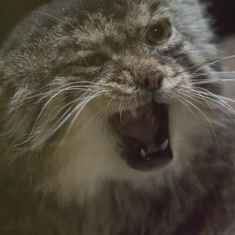 A photograph of Primula in Ueno Zoological Gardens