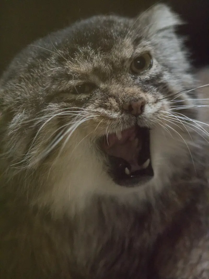 A photograph of Primula in Ueno Zoological Gardens