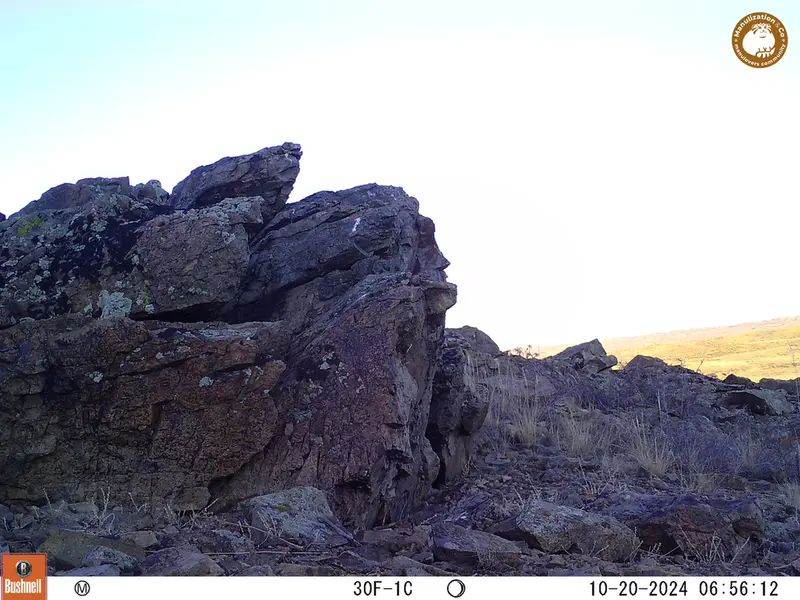 A photograph of a Pallas&#039;s cat from Karashoky camera trap