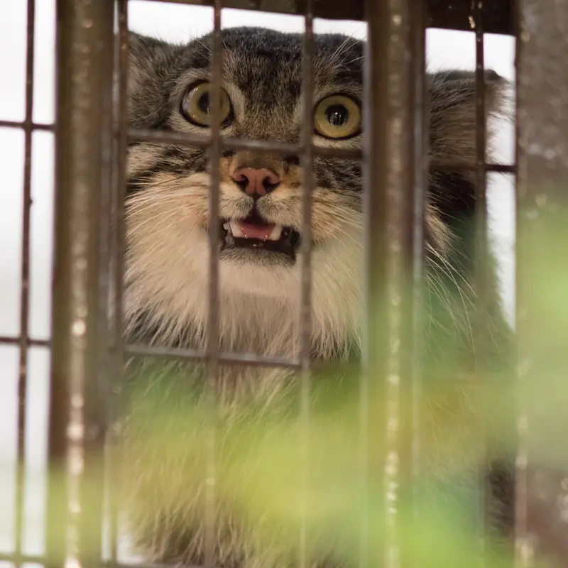 A photograph of Figa in Nogeyama Zoo