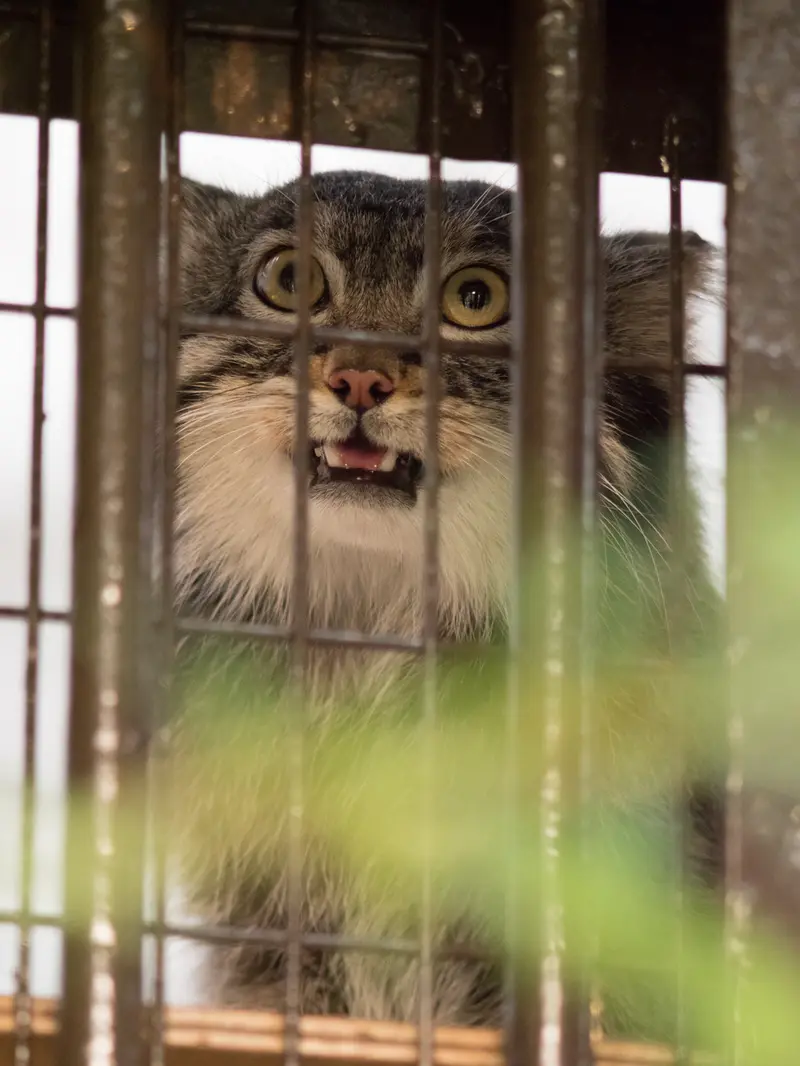 A photograph of Figa in Nogeyama Zoo