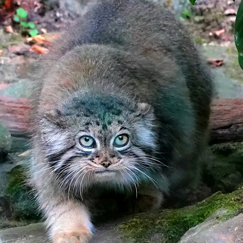 A photograph of Poes in Rotterdam Zoo