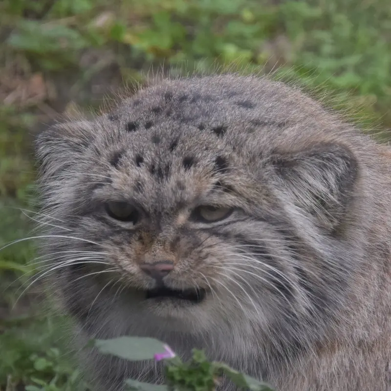 A photograph of Bohus in Budapest Zoo & Botanical Garden