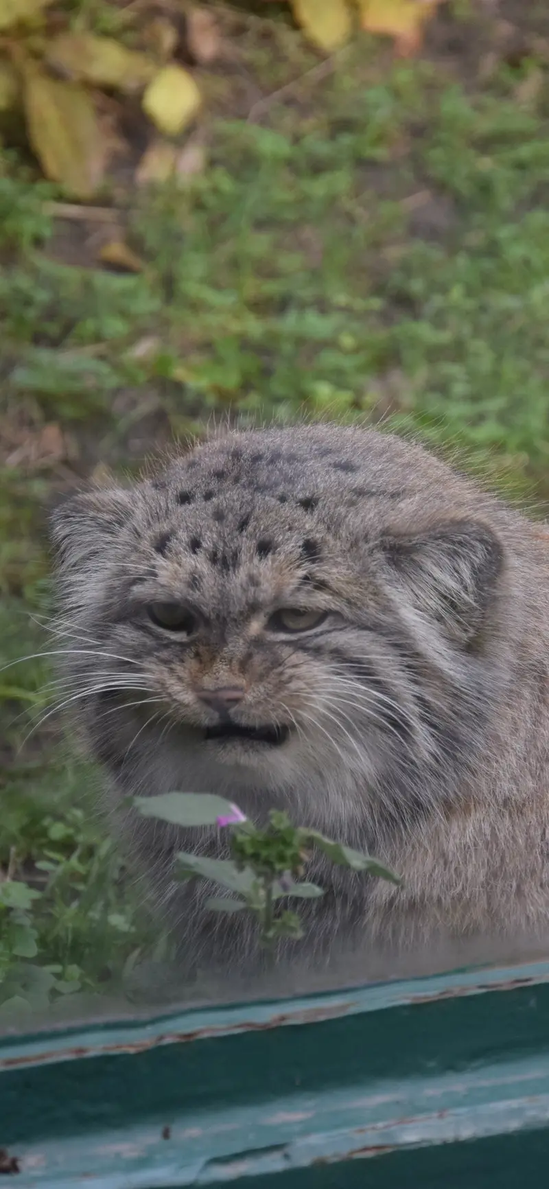 A photograph of Bohus in Budapest Zoo & Botanical Garden