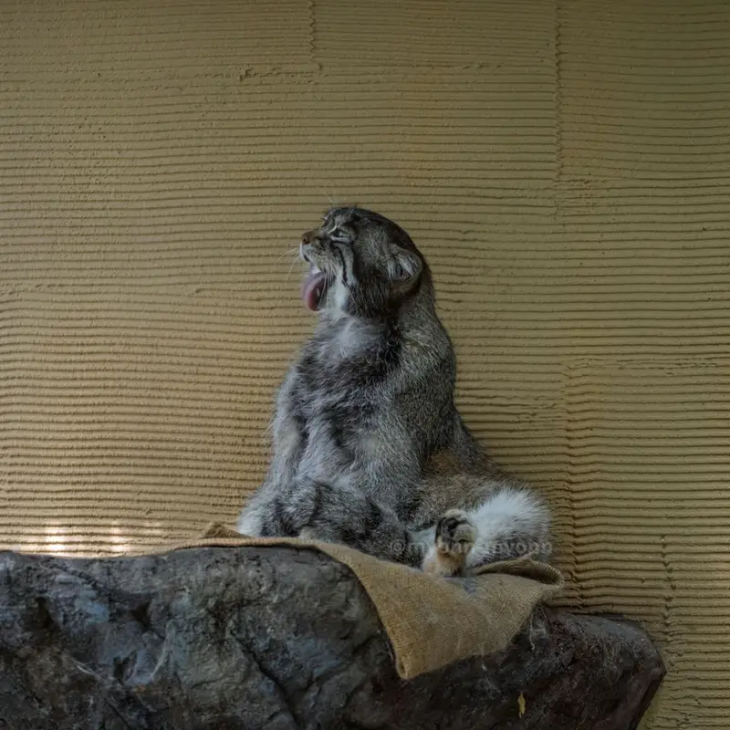 A photograph of Grusha in Asahiyama Zoo