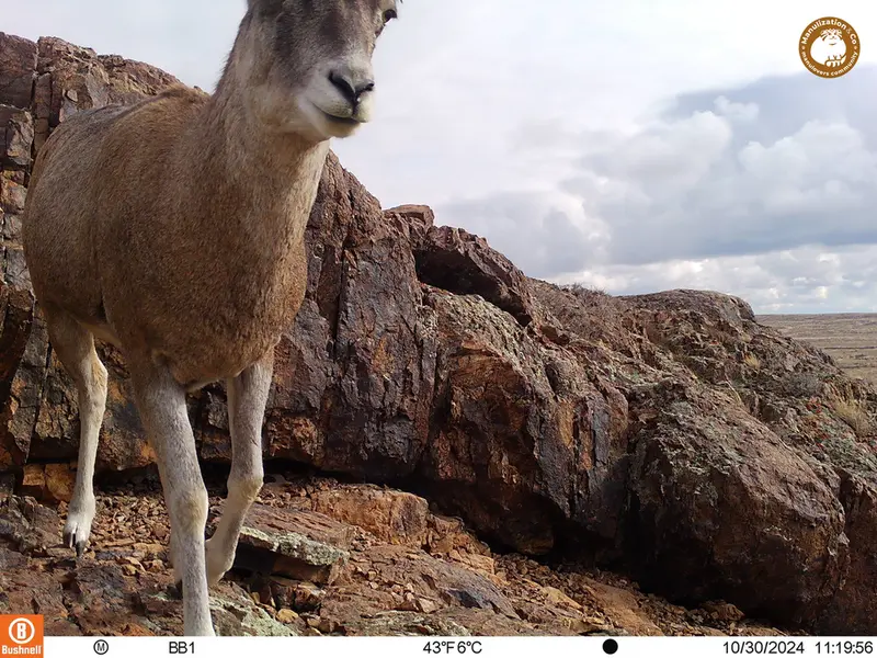 A photograph of Argali from Aktas-Kunkora camera trap