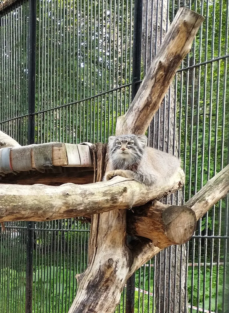 A photograph of a Pallas's cat in Novosibirsk Zoo
