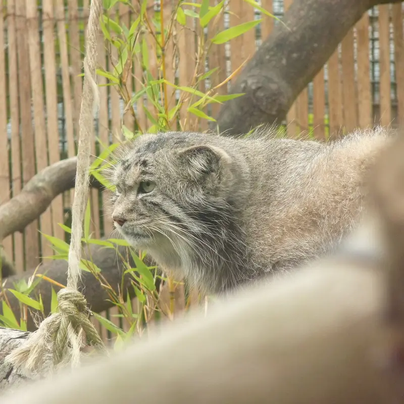 A photograph of Akiko in Edinburgh Zoo