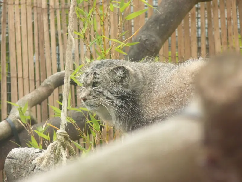 A photograph of Akiko in Edinburgh Zoo