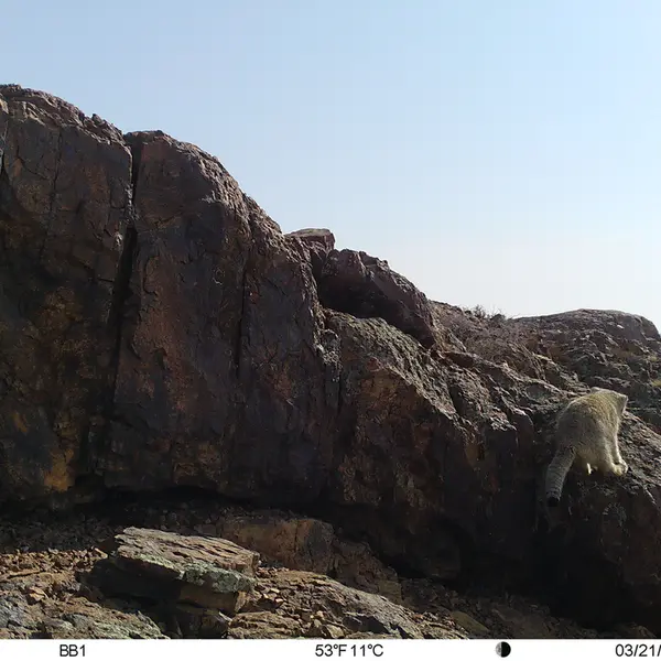 A photograph of Otocolobus manul manul from Aktas-Kunkora [new] camera trap