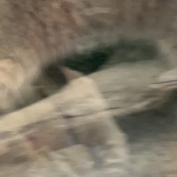 A photograph of a Pallas's cat in Kobe Animal Kingdom