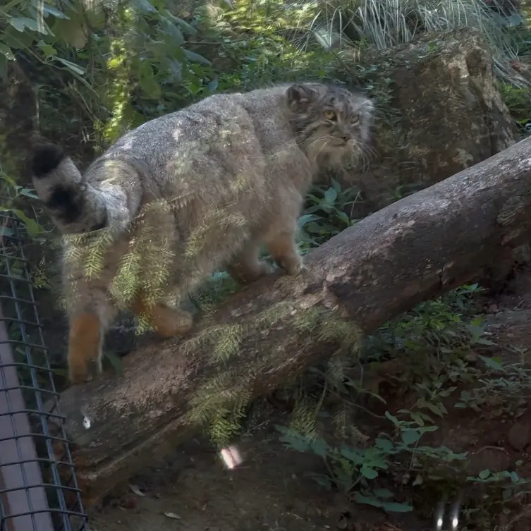 A photograph of a Pallas's cat in Ménagerie du Jardin des plantes