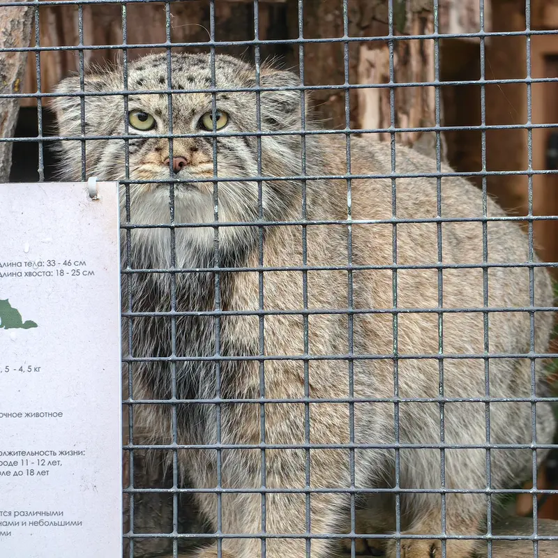 A photograph of Shu in Leningrad zoo