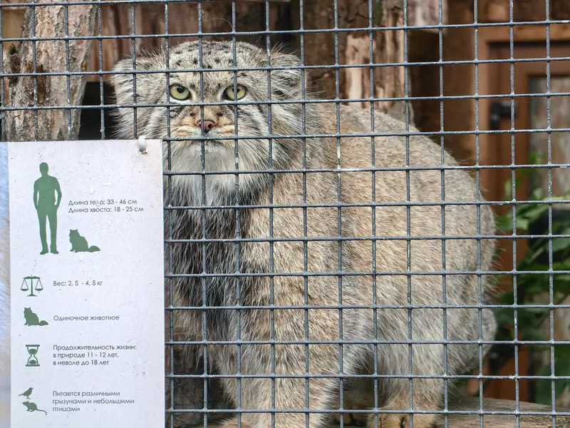 A photograph of Shu in Leningrad zoo