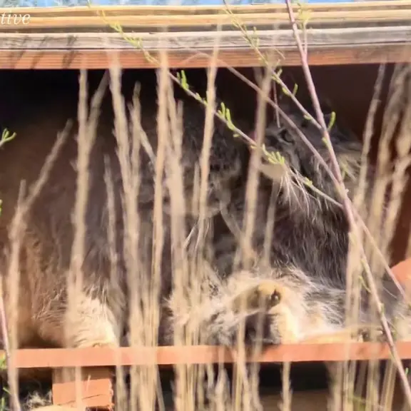 A photograph of a Pallas's cat in Prague Zoo