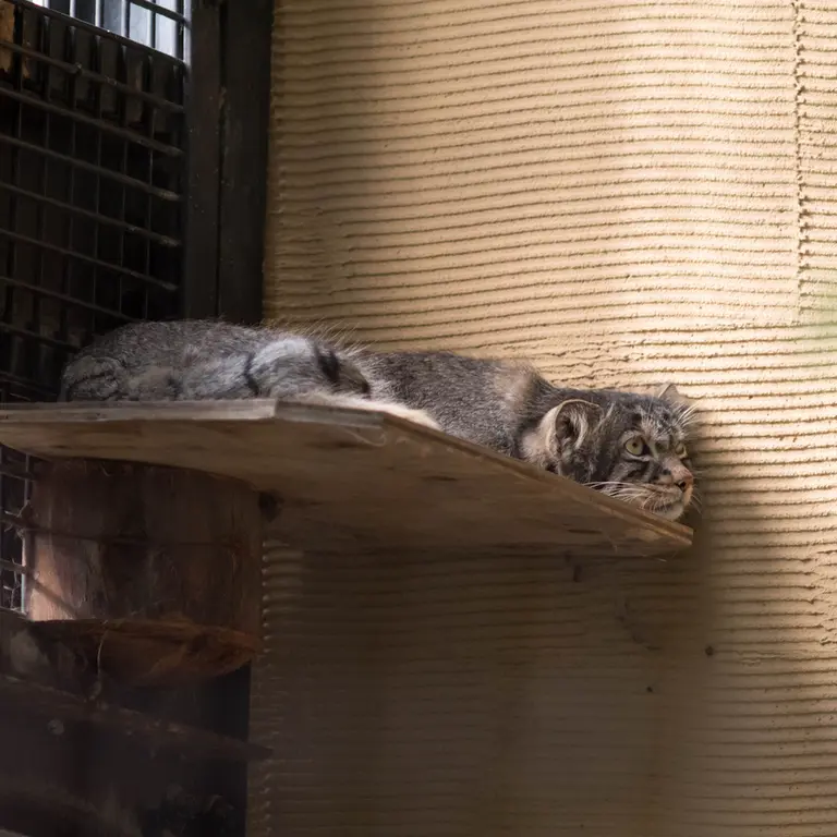 A photograph of Hide in Asahiyama Zoo