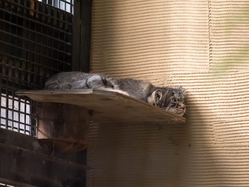 A photograph of Hide in Asahiyama Zoo