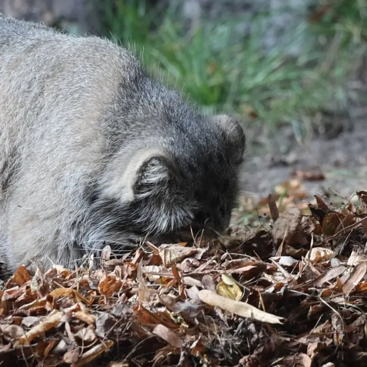 A photograph of Timofey in Moscow zoo