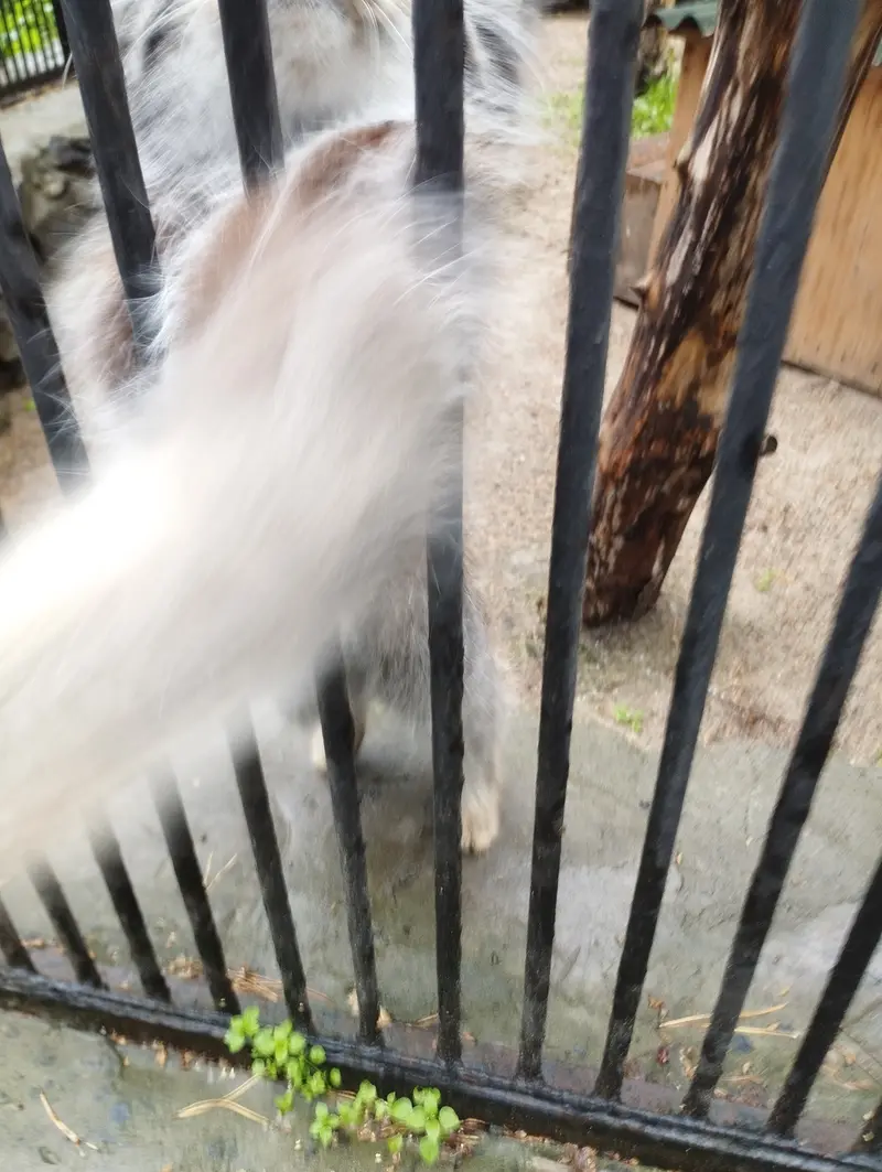 A photograph of a Pallas's cat in Novosibirsk Zoo