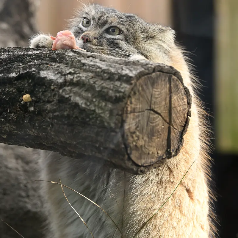 A photograph of Oliva in Saitama Children's Zoo