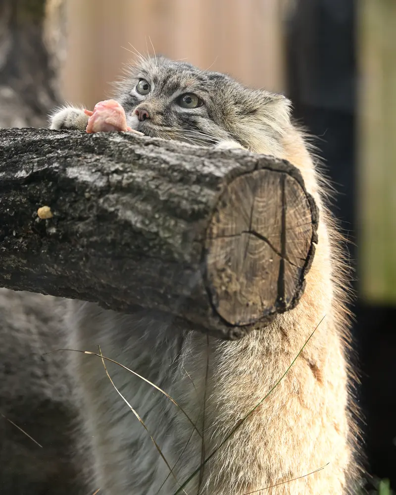 A photograph of Oliva in Saitama Children's Zoo