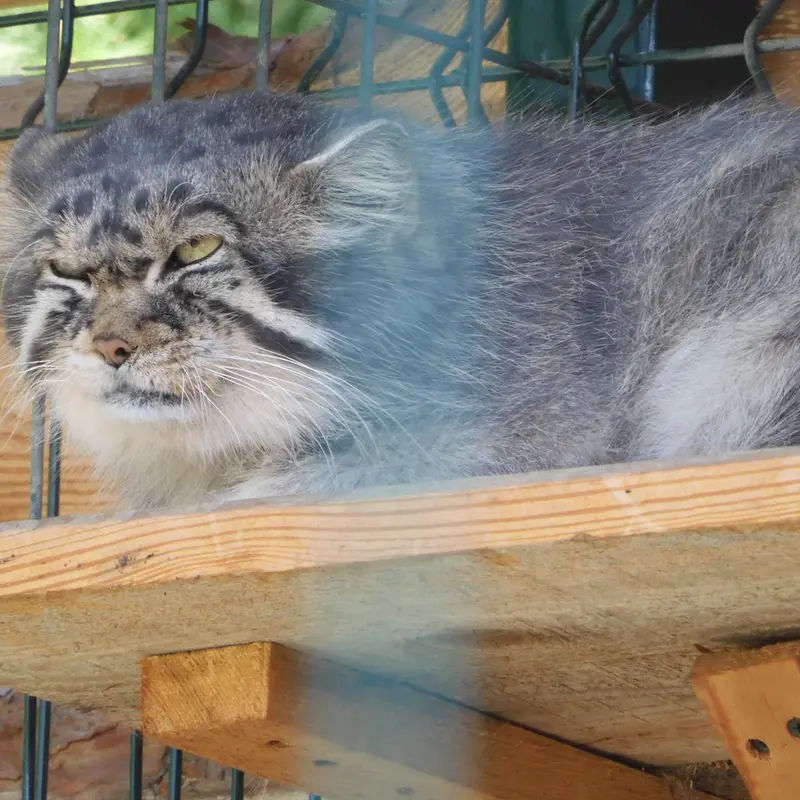 A photograph of a Pallas's cat