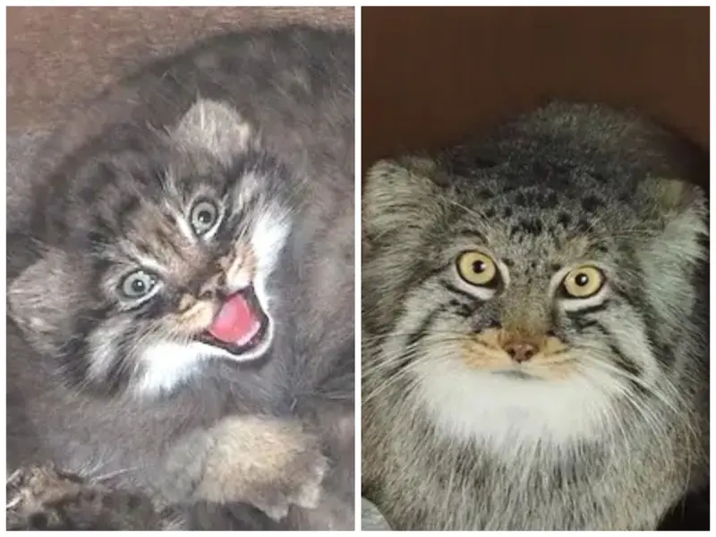 A photograph of a Pallas's cat