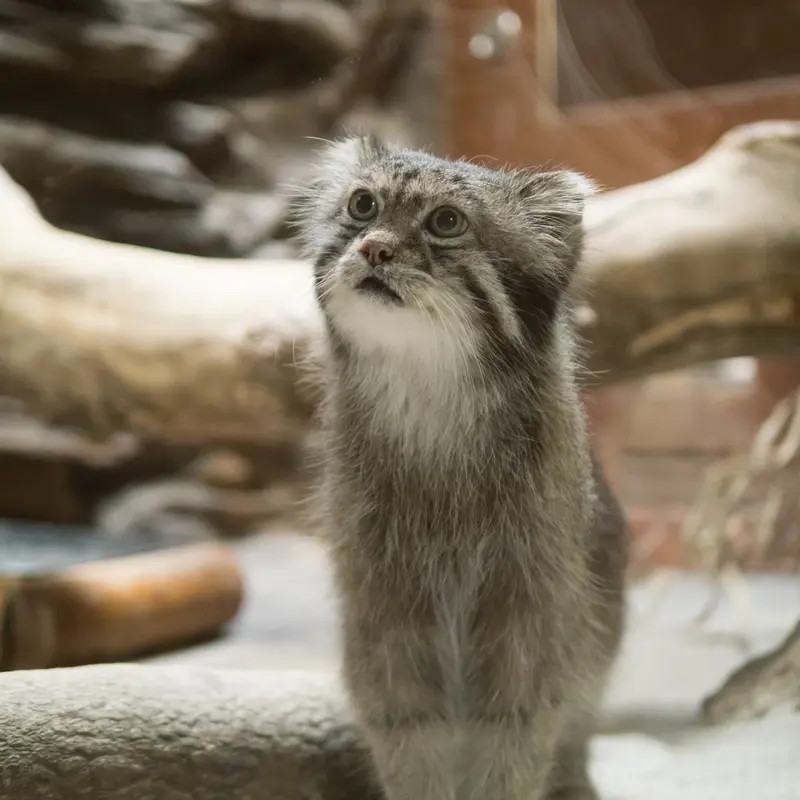 A photograph of Klyon in Ueno Zoological Gardens