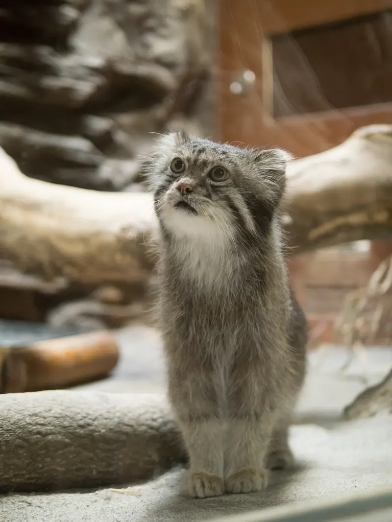 A photograph of Klyon in Ueno Zoological Gardens