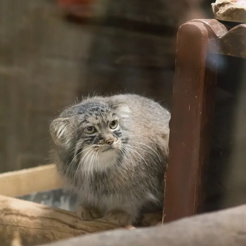 A photograph of Shafran in Ueno Zoological Gardens