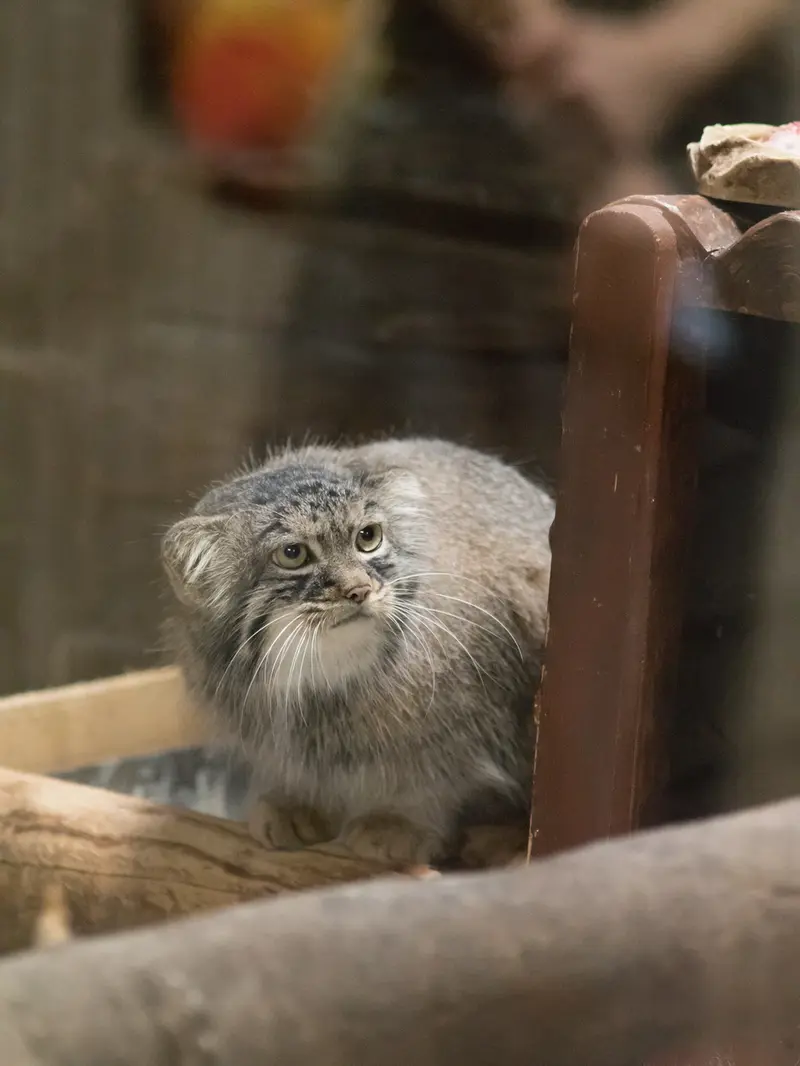 A photograph of Shafran in Ueno Zoological Gardens