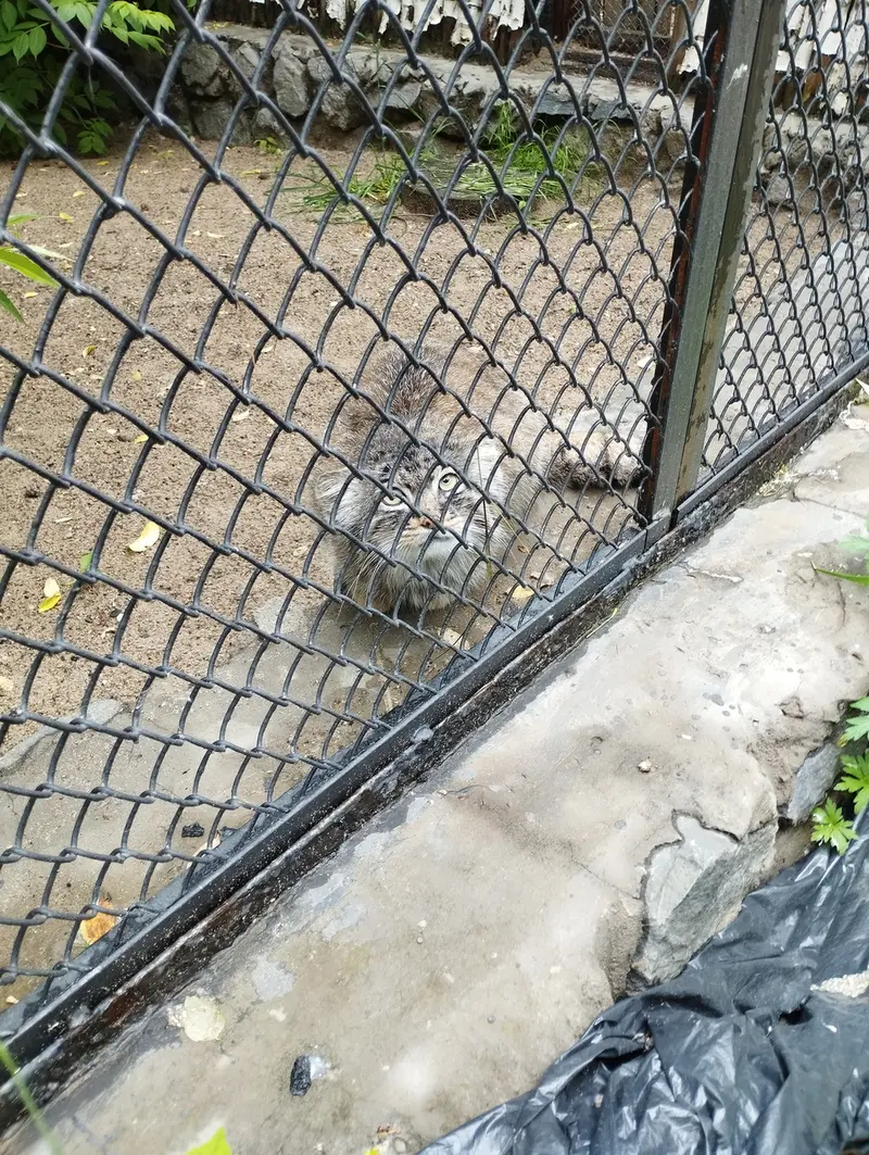 A photograph of a Pallas's cat in Novosibirsk Zoo